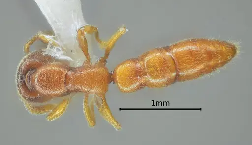Stigmatomma awa specimen