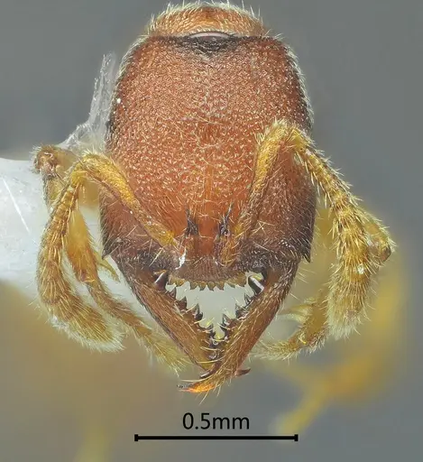Stigmatomma awa specimen