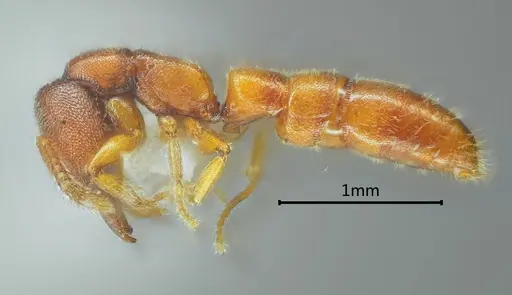 Stigmatomma awa specimen