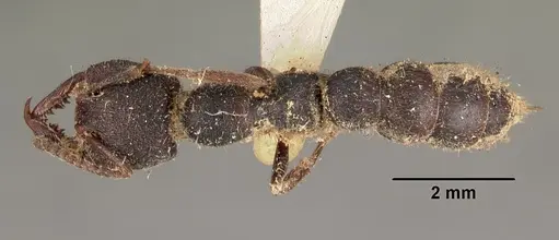 Stigmatomma bellii specimen