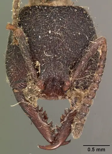 Stigmatomma bellii specimen