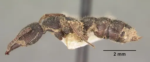 Stigmatomma bellii specimen