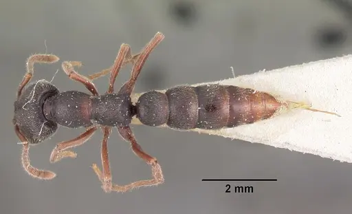 Stigmatomma bellii - CASENT0102487