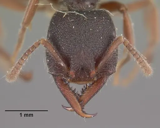 Stigmatomma bellii - CASENT0102487