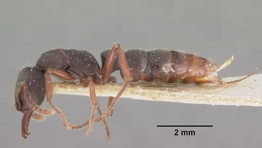 Stigmatomma bellii - CASENT0102487