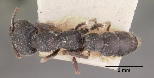 Stigmatomma bellii - CASENT0102510