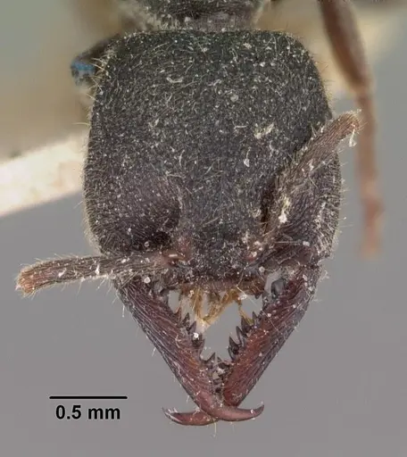 Stigmatomma bellii - CASENT0102510