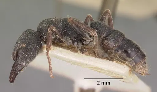 Stigmatomma bellii - CASENT0102510