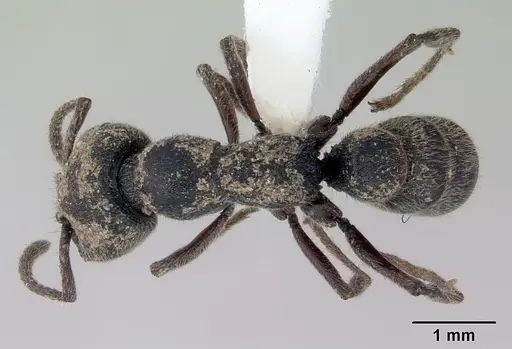 Stigmatomma bellii - CASENT0172186