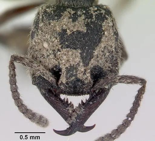 Stigmatomma bellii - CASENT0172186