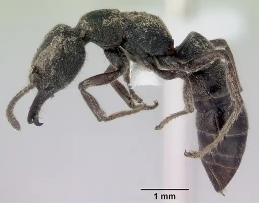 Stigmatomma bellii - CASENT0172186