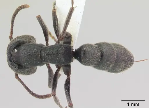 Stigmatomma bellii - CASENT0179569