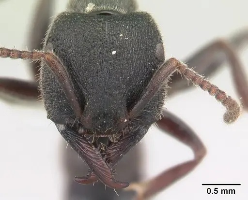 Stigmatomma bellii - CASENT0179569