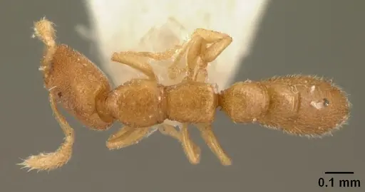 Stigmatomma besucheti specimen