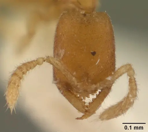 Stigmatomma besucheti specimen