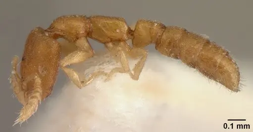 Stigmatomma besucheti specimen