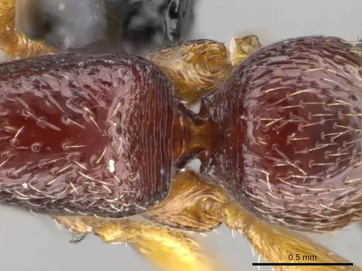 Stigmatomma bolabola specimen