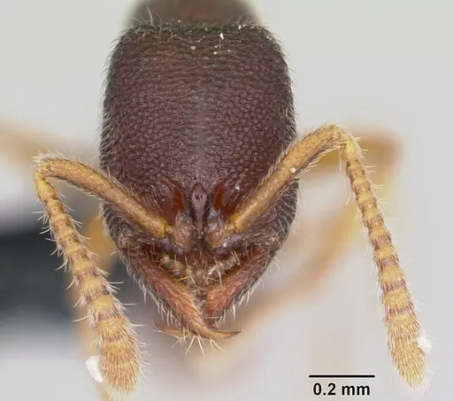 Stigmatomma bolabola specimen