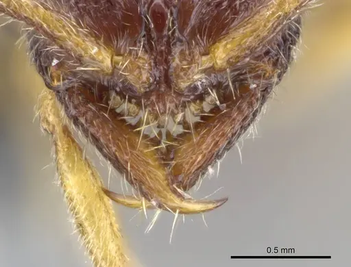 Stigmatomma bolabola - CASENT0034580