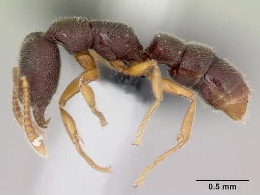 Stigmatomma bolabola - CASENT0034580