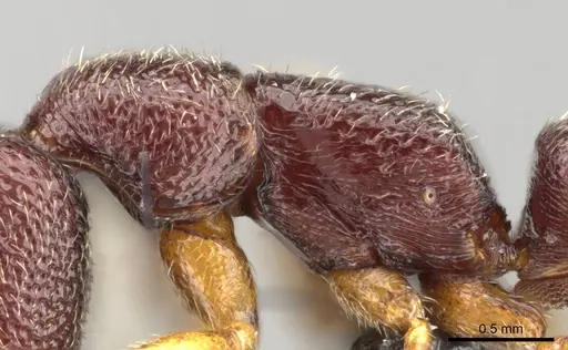 Stigmatomma bolabola - CASENT0034580