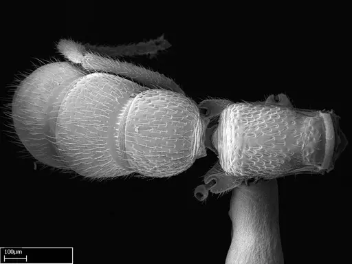 Stigmatomma bolabola - CASENT0034744