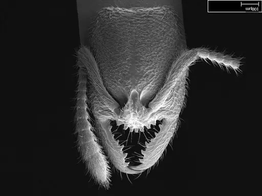 Stigmatomma bolabola - CASENT0034744