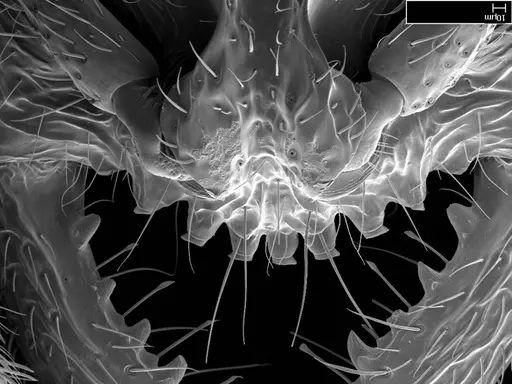 Stigmatomma bolabola - CASENT0034744