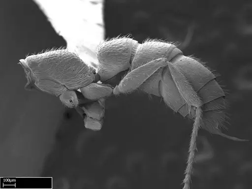 Stigmatomma bolabola - CASENT0034744