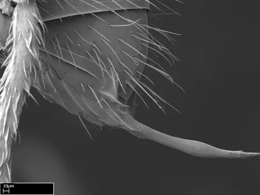 Stigmatomma bolabola - CASENT0034744