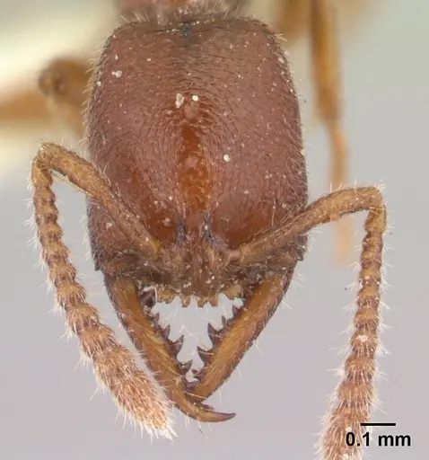 Stigmatomma boltoni specimen