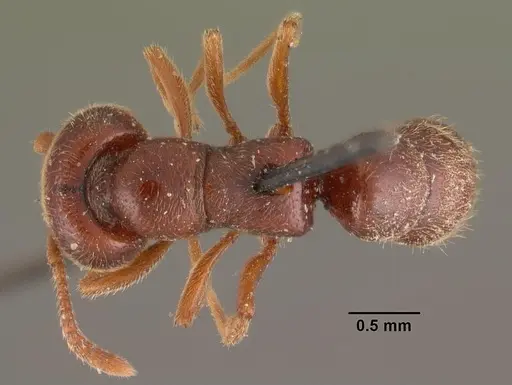 Stigmatomma bruni specimen