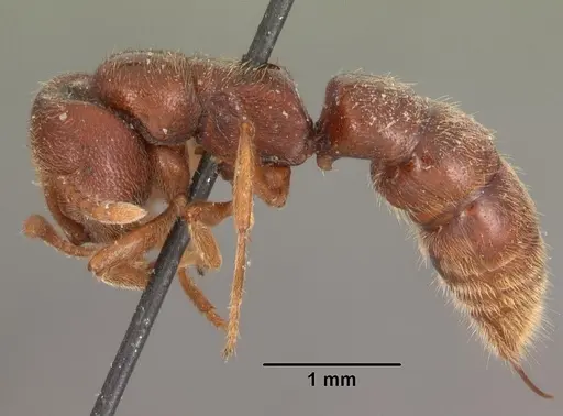 Stigmatomma bruni specimen