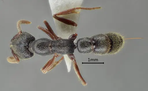 Stigmatomma crenatum specimen