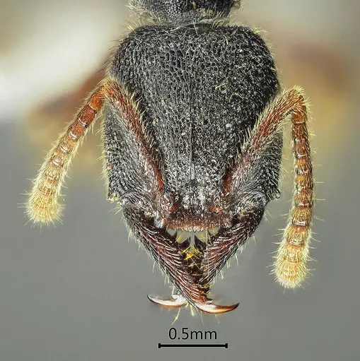 Stigmatomma crenatum specimen