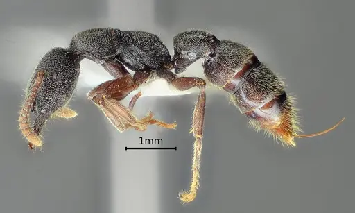 Stigmatomma crenatum specimen