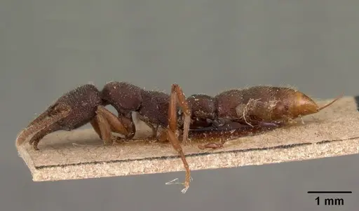 Stigmatomma feae specimen