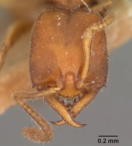 Stigmatomma gaetulicum specimen