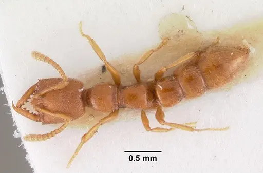 Stigmatomma gaetulicum - CASENT0102472