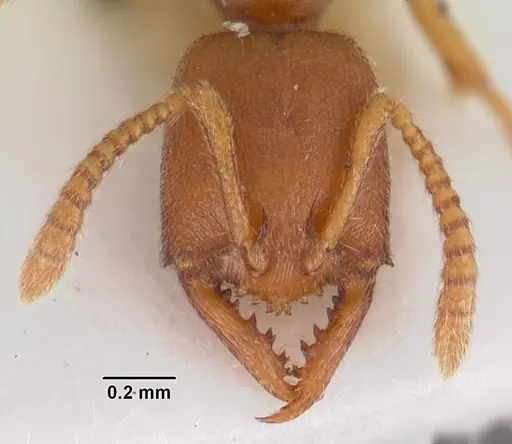 Stigmatomma gaetulicum - CASENT0102472