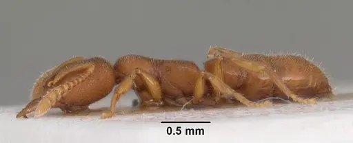 Stigmatomma gaetulicum - CASENT0102472