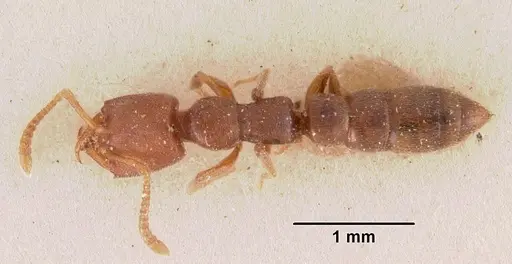 Stigmatomma gaetulicum - CASENT0102473