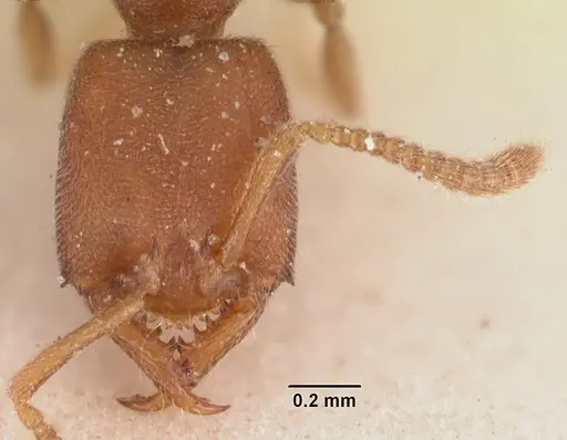 Stigmatomma gaetulicum - CASENT0102473