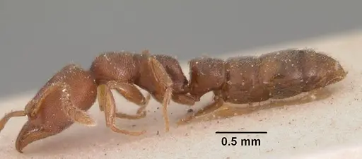 Stigmatomma gaetulicum - CASENT0102473