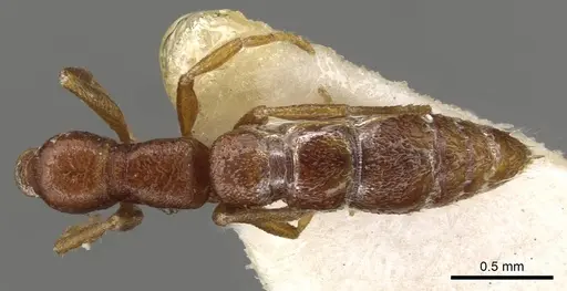 Stigmatomma gaetulicum - CASENT0915102