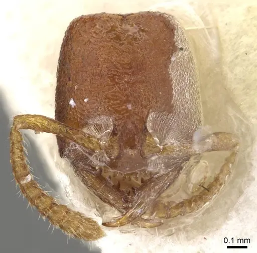 Stigmatomma gaetulicum - CASENT0915102