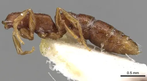 Stigmatomma gaetulicum - CASENT0915102