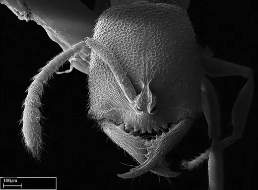 Stigmatomma janovitsika specimen