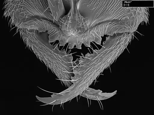 Stigmatomma janovitsika specimen