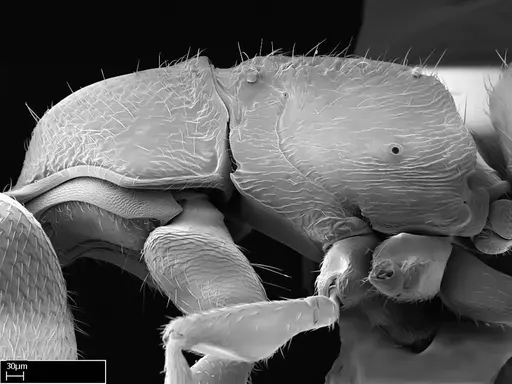 Stigmatomma janovitsika specimen